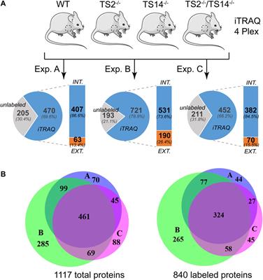 In vivo N-Terminomics Highlights Novel Functions of ADAMTS2 and ADAMTS14 in Skin Collagen Matrix Building